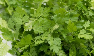 How to grow chervil (beginner-friendly guide)