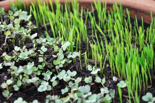 Microgreens 101: How to grow microgreens at home