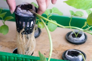 What is root rot: How to identify, treat, and prevent
