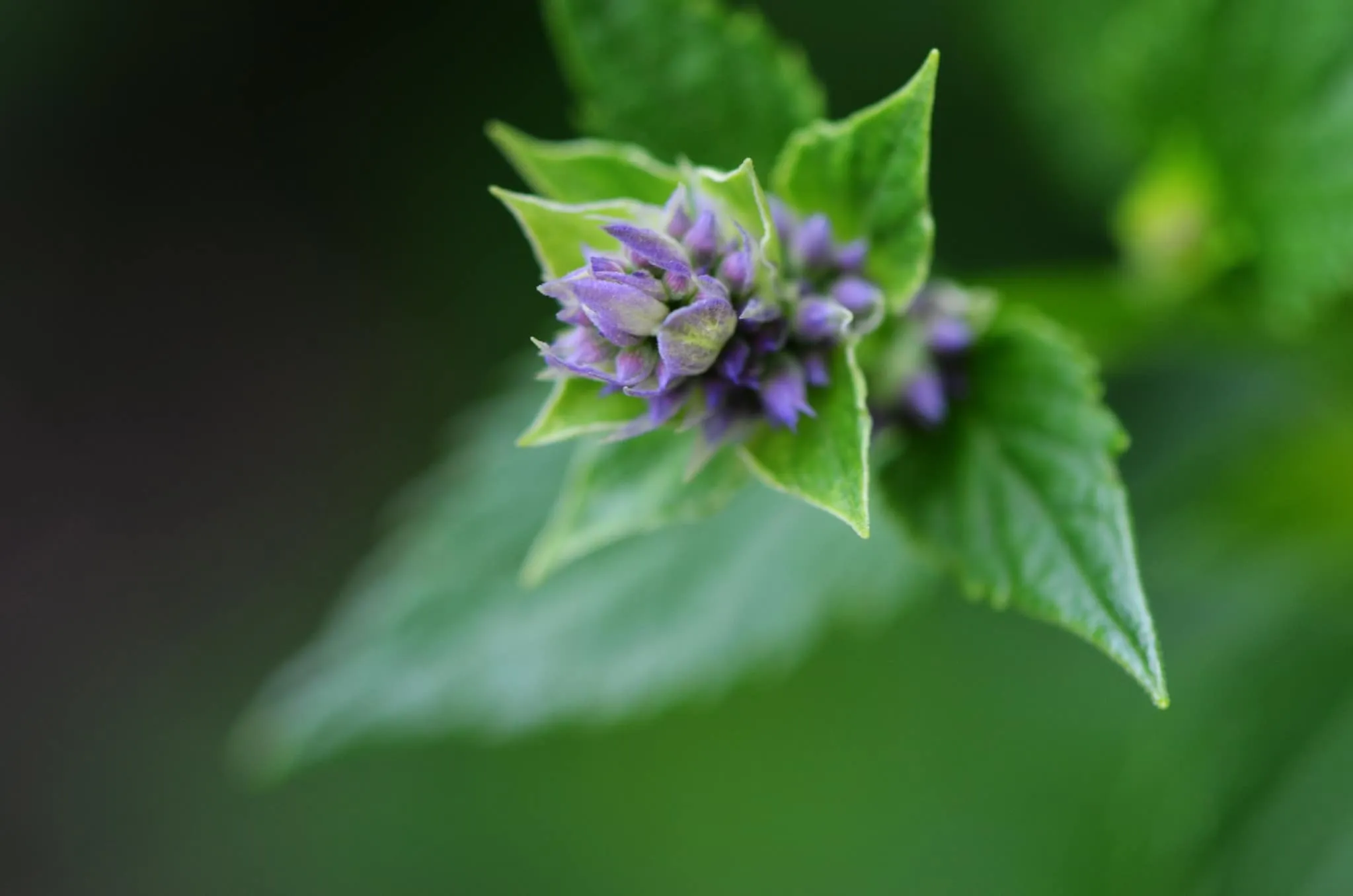 Anise hyssop blossom