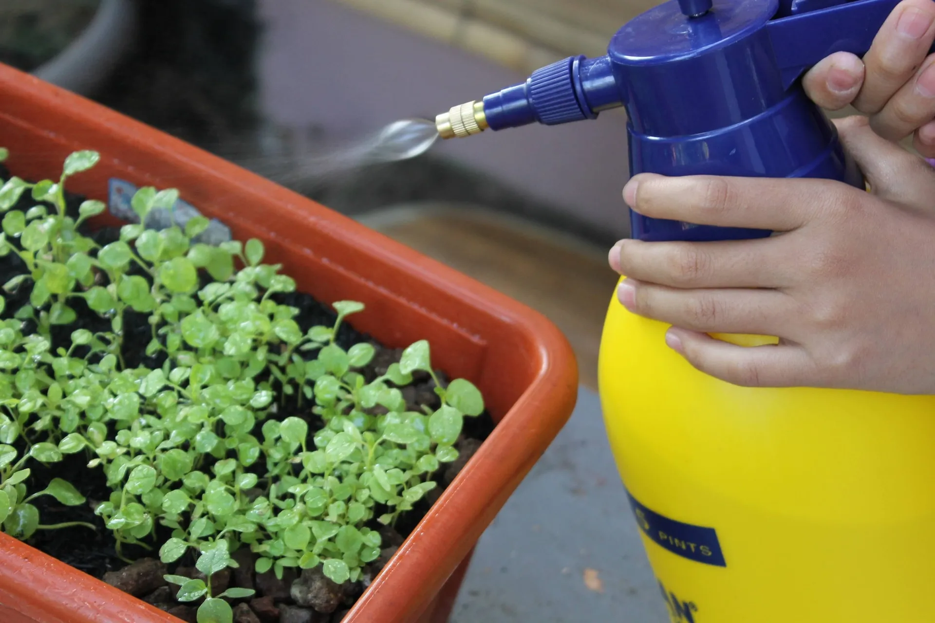 fertilizing herbs with liquid spray bottle