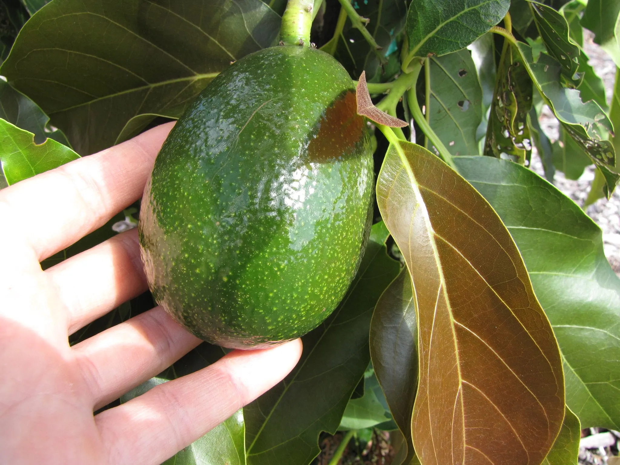 Ripe avocado fruit on the vine