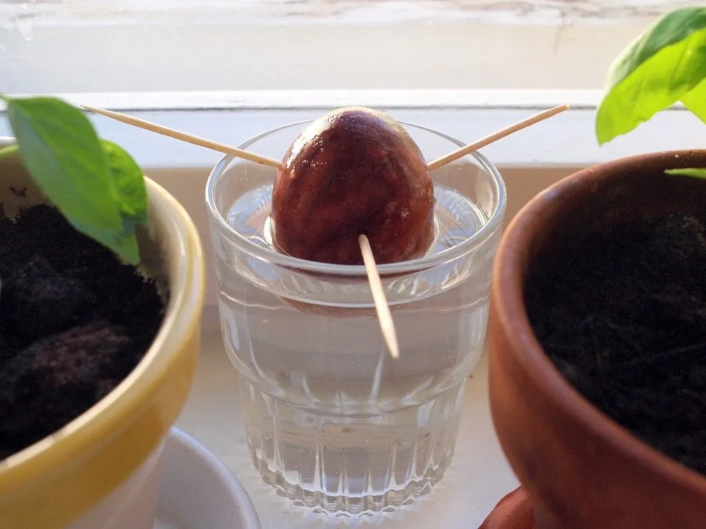 Avocado seed started in water