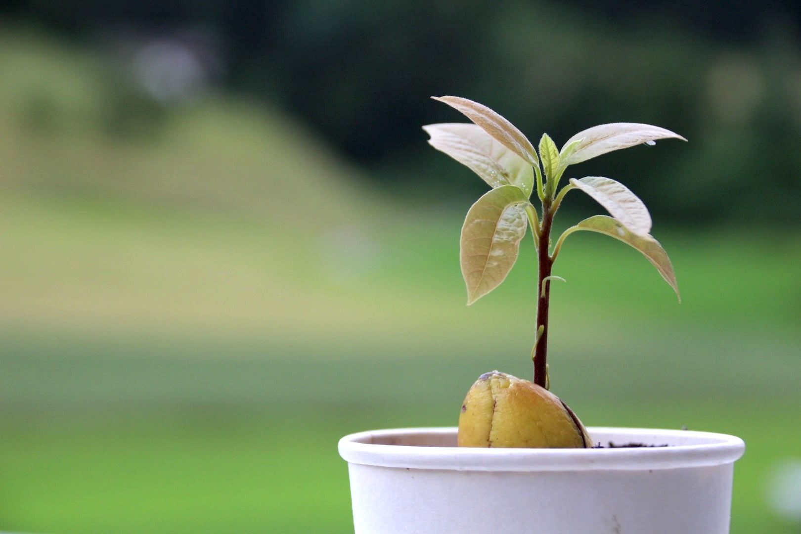 Avocado seedling growing out of a split pit in a white pot, pale young leaves on a red stem