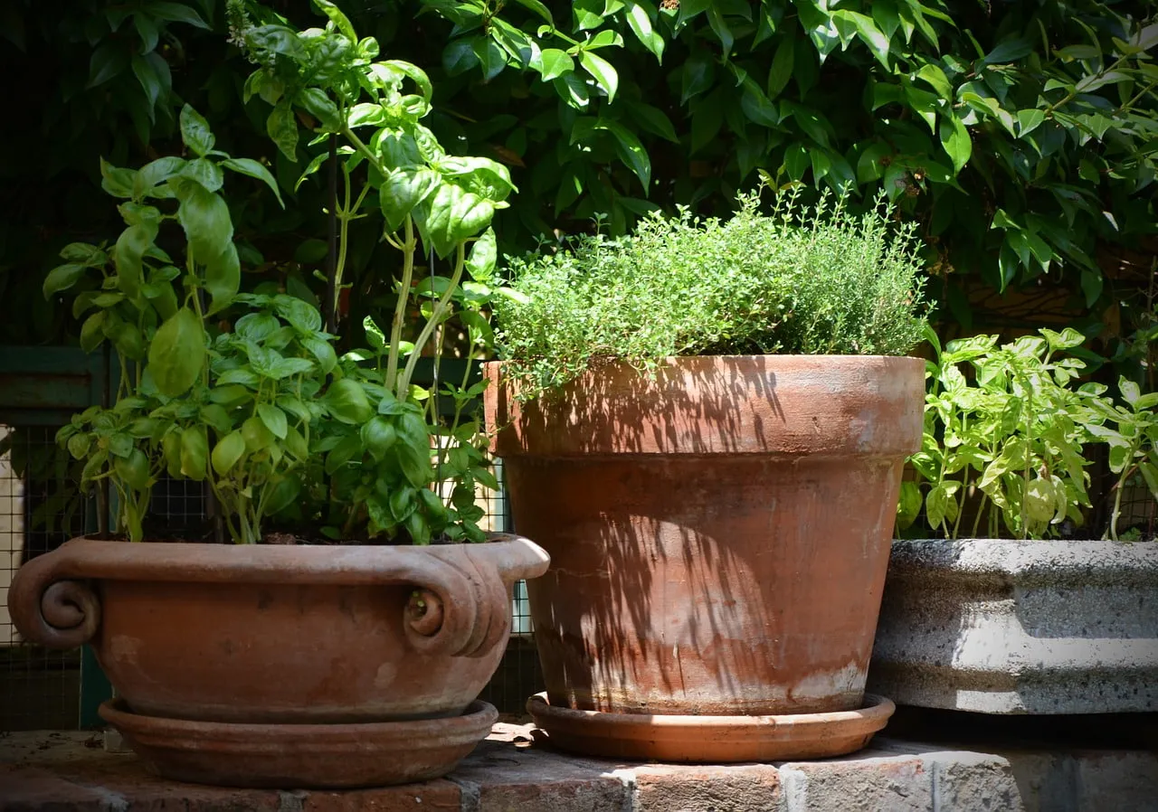 Basil and rosemary in terracotta pots