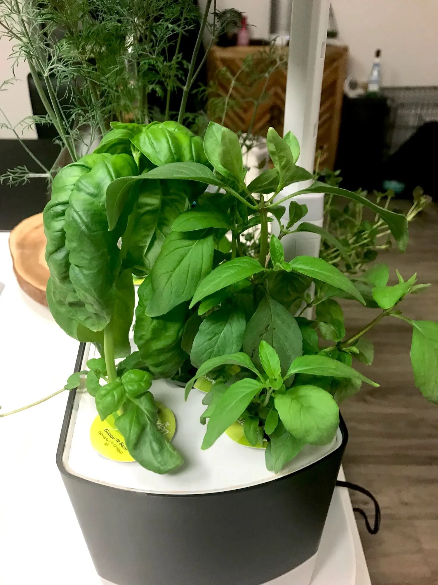 Basil and thai basil growing in harvest aerogarden