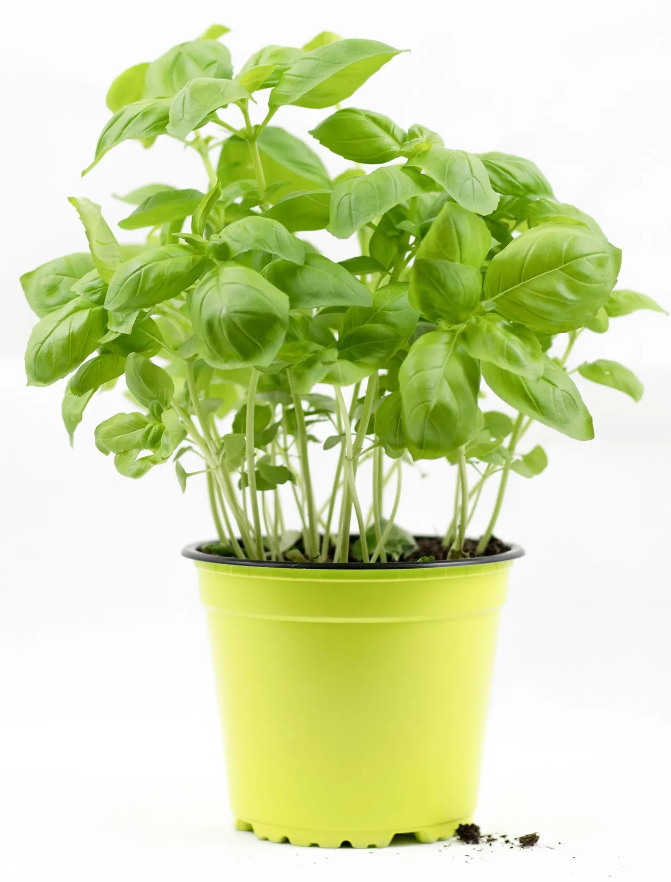 Bright colored pot with healthy basil bush