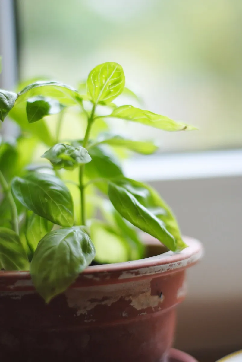 Close-up of young basil plant in clay pot
