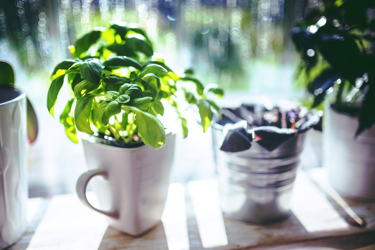 Basil growing in a white mug on a sunlit windowsill, with two more pots beside it