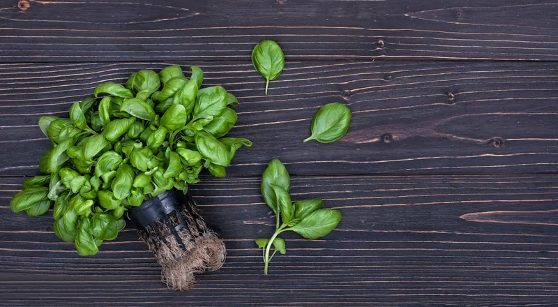 Basil with overgrown roots