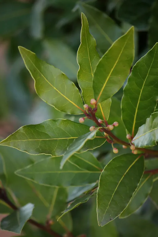 Bay laurel branch