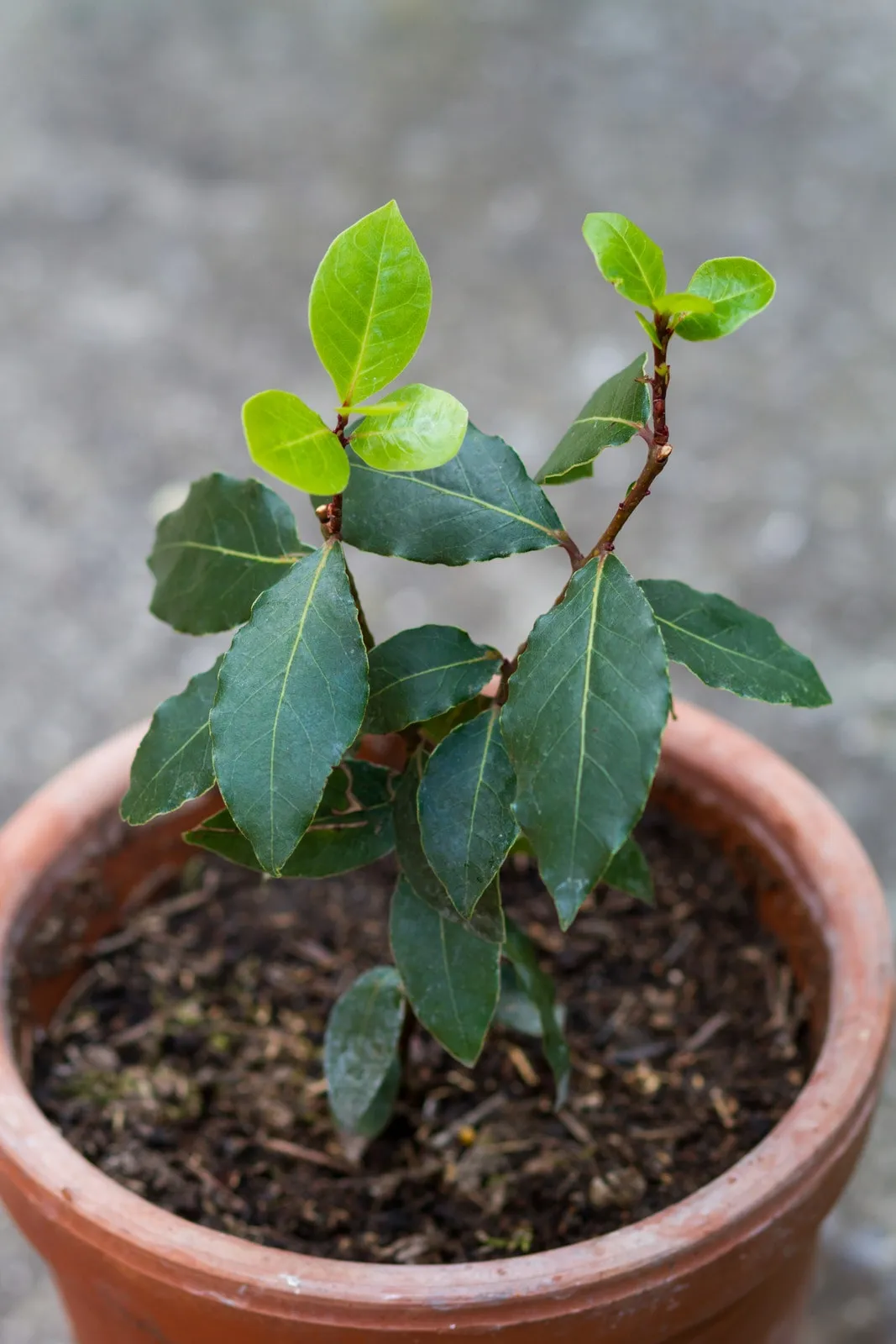 Bay laurel plant in pot