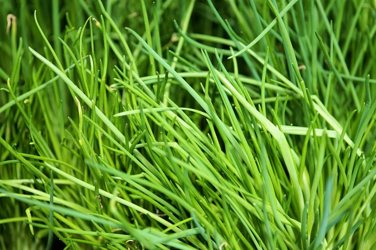 A large chive plant