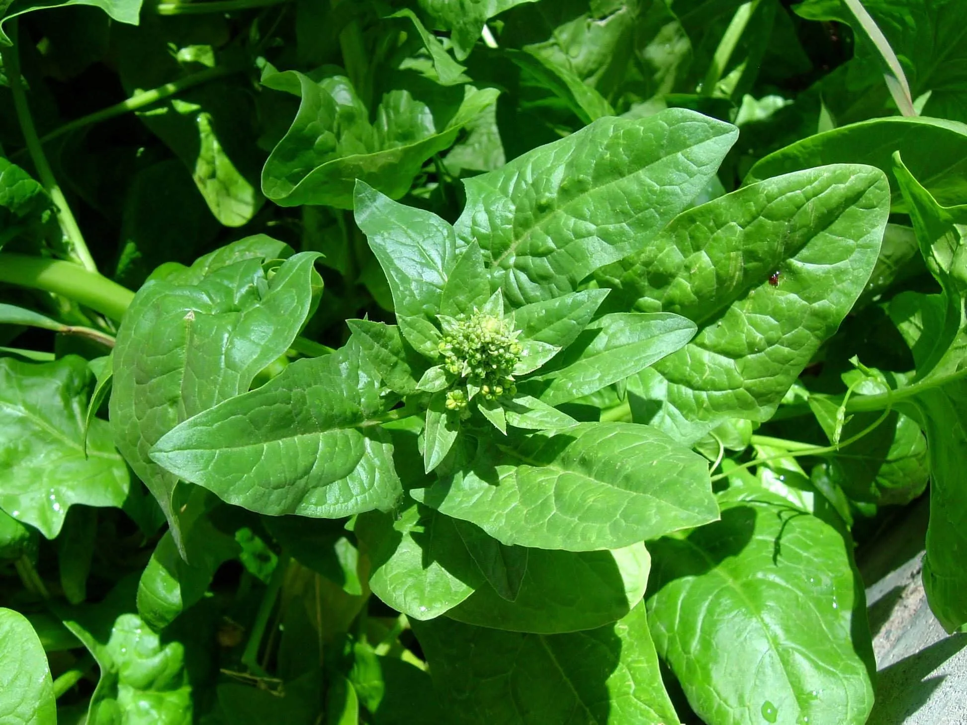 Bolting spinach in sunlight