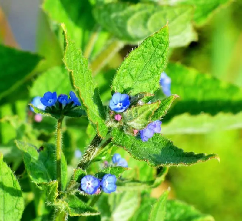 Borage herb with flowers