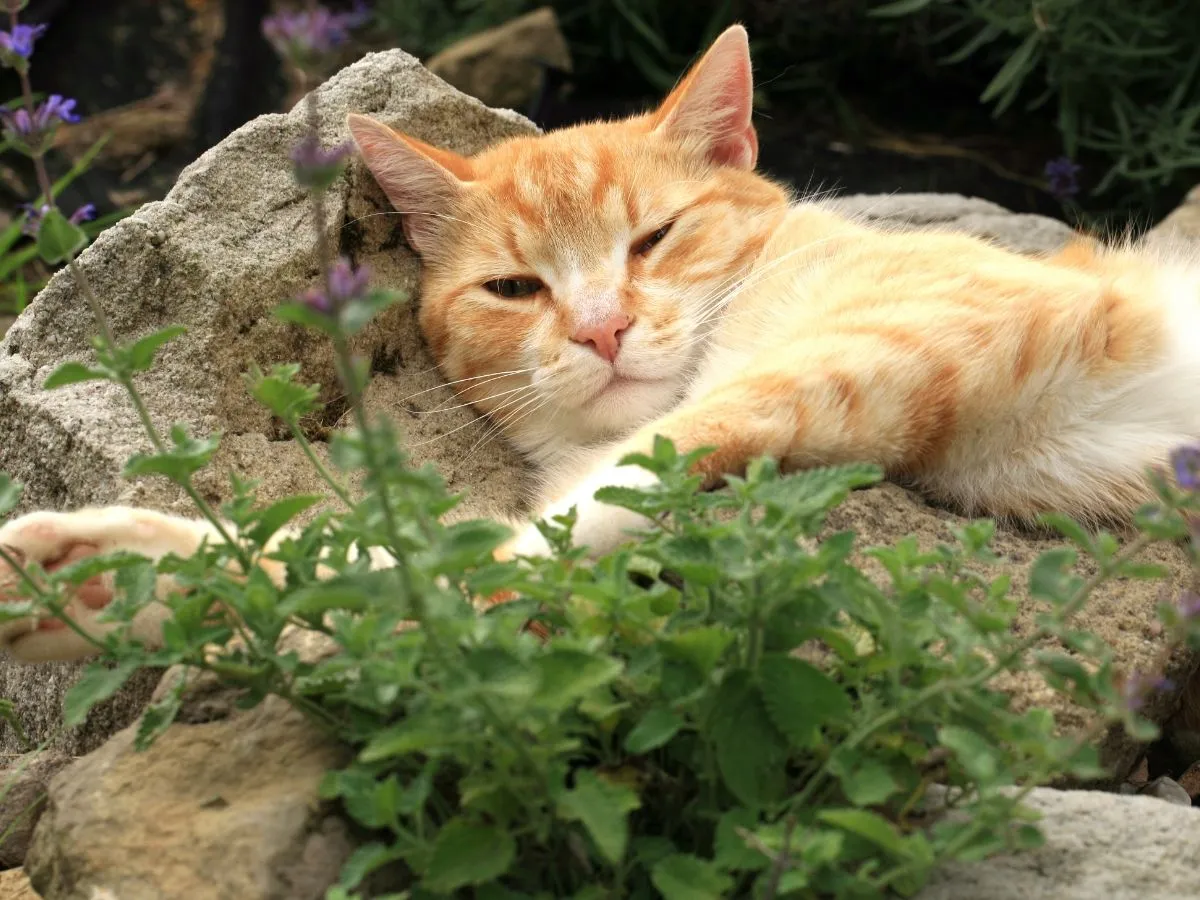 Cat with catnip