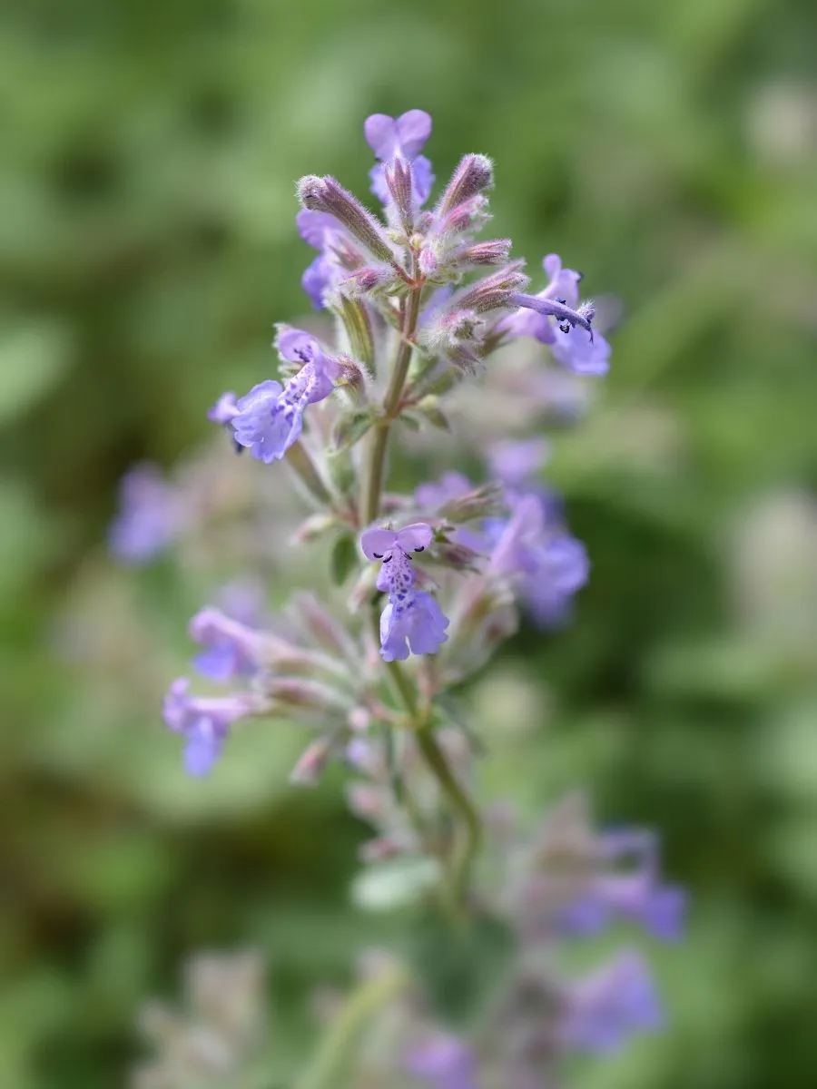 Catnip blossom close-up
