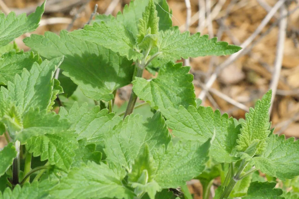 Catnip outdoors close-up