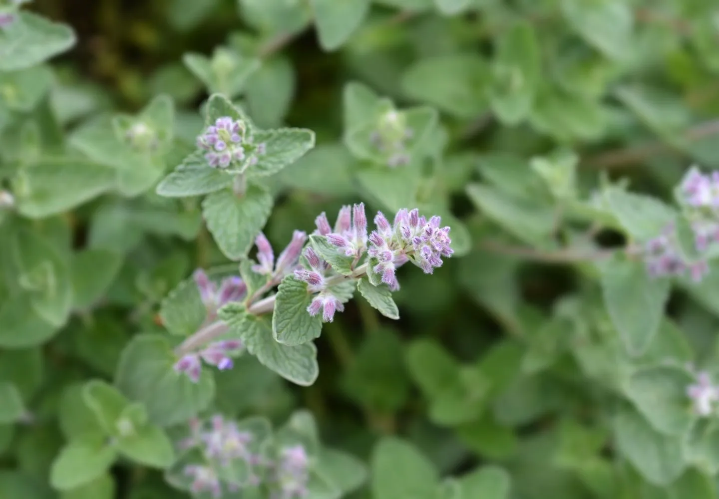 flowering catnip plant