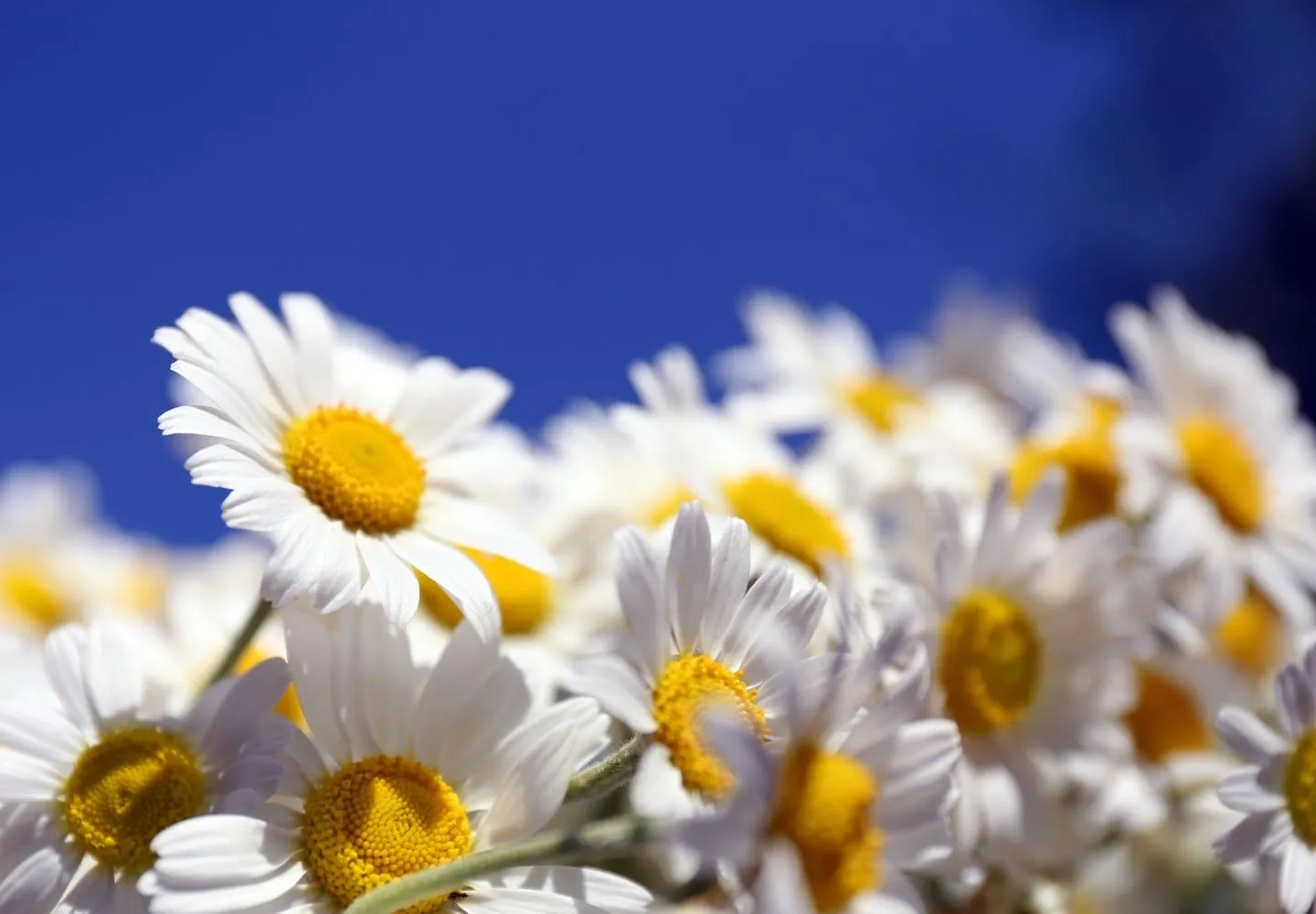 chamomile flowers in a bunch