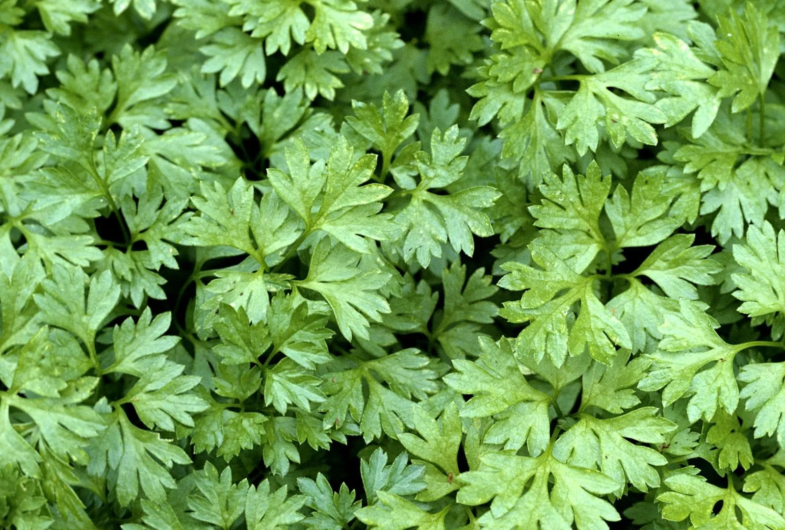 Fully grown chervil close-up