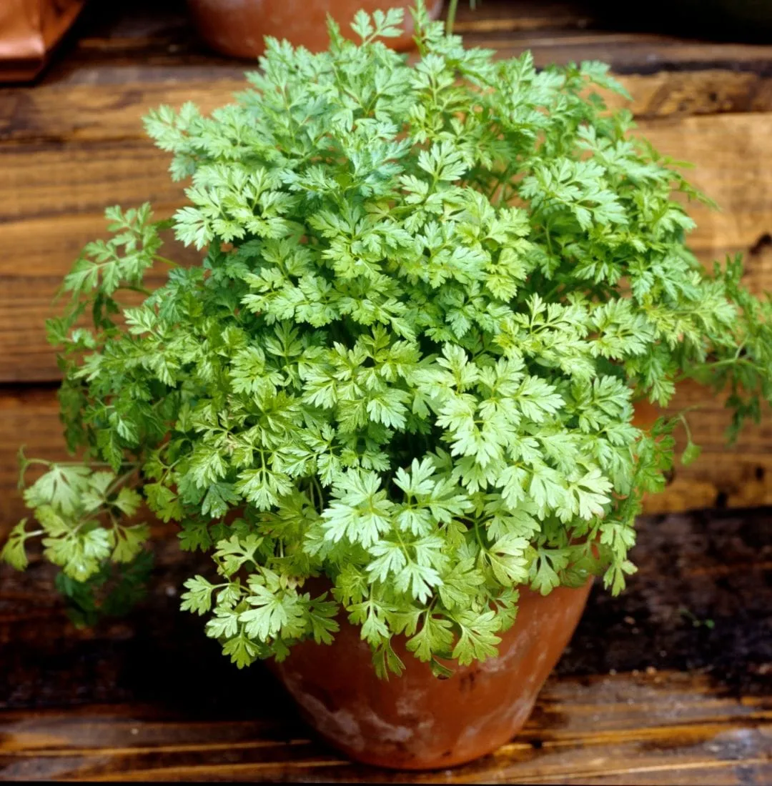 Chervil growing in a clay pot on a windowsill