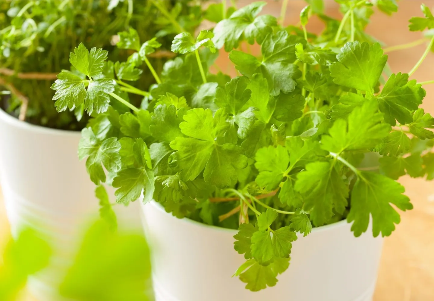 Cilantro plant growing in sunlight planted in clay pot