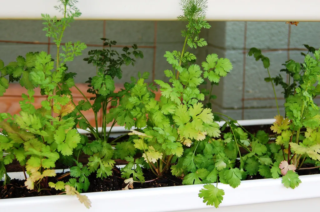 Cilantro growing in a windowsill planter