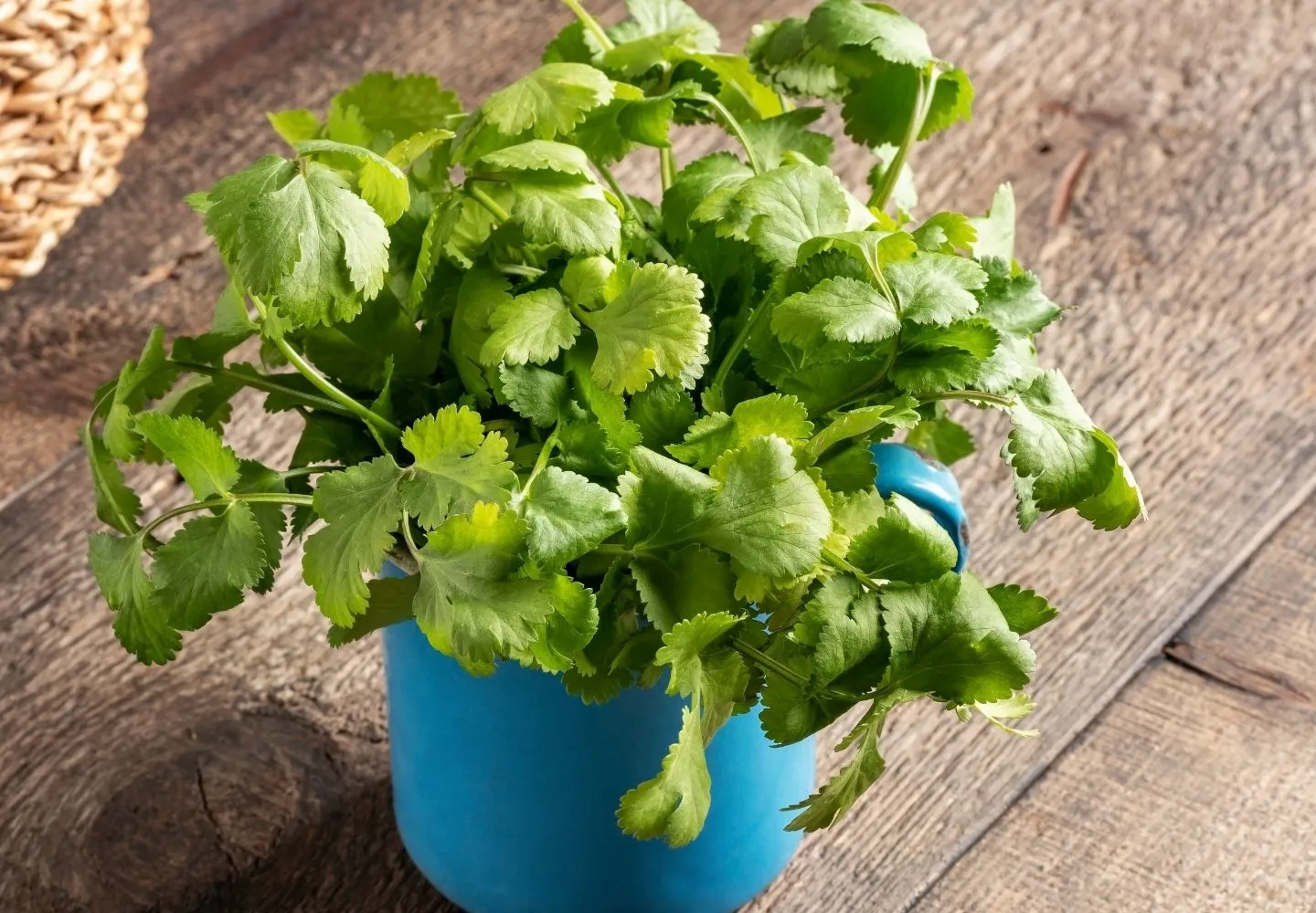 cilantro cuttings in mug on table