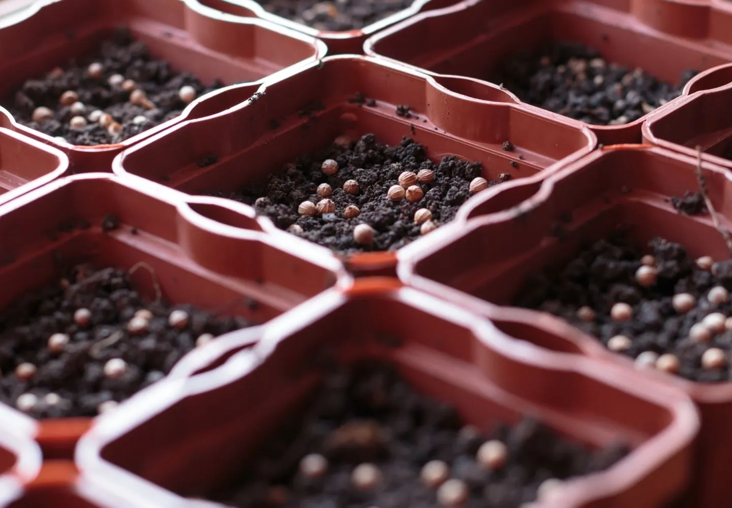 Cilantro seeds in containers being sown
