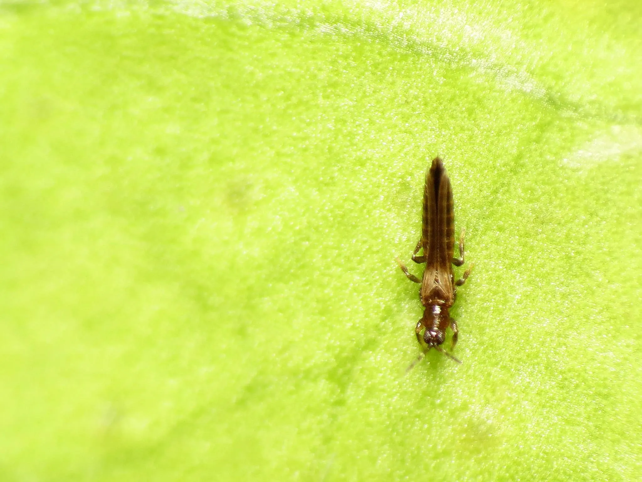 Citrus thrip eating a leaf of an indoor herb
