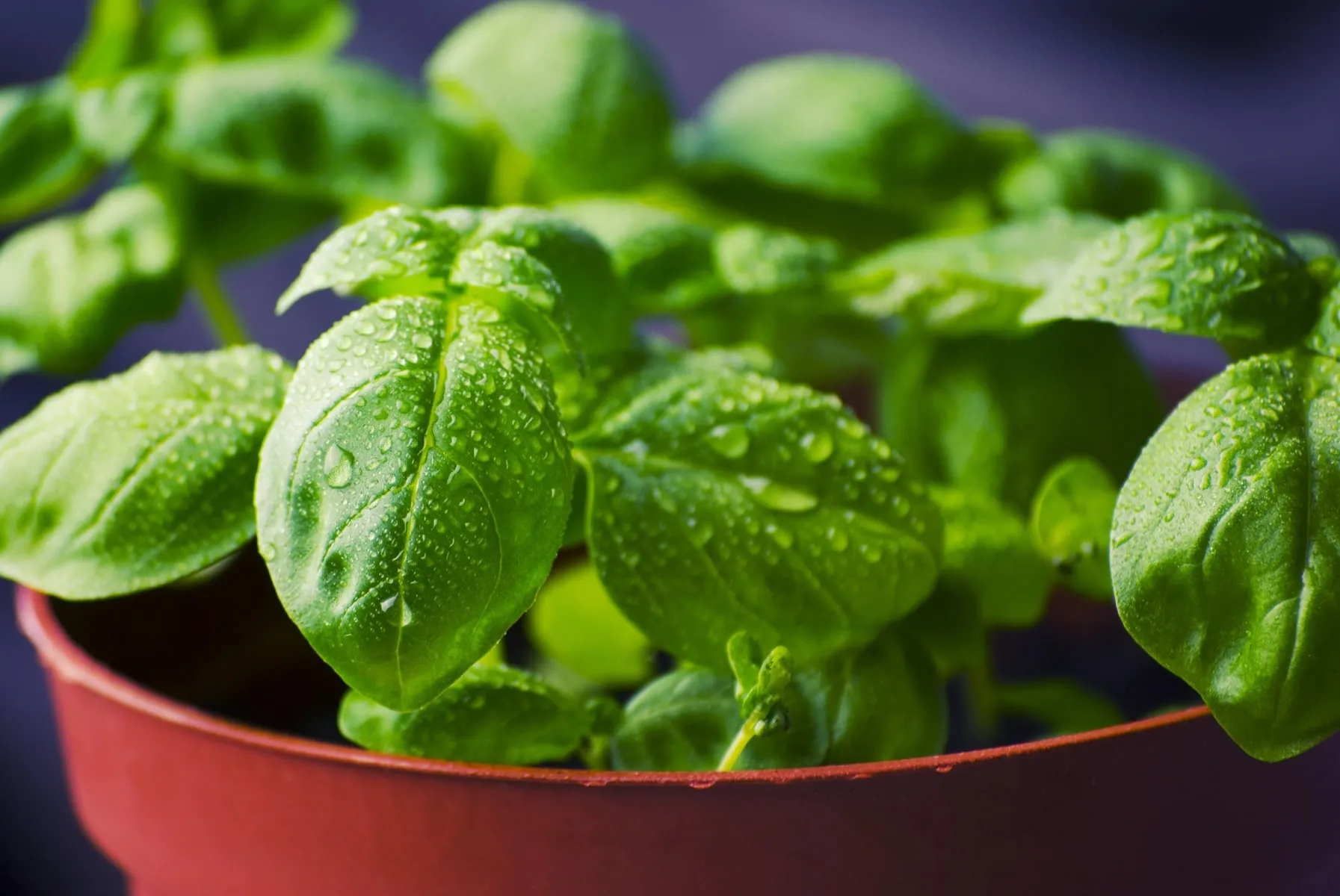 Seedling of basil in plastic pot