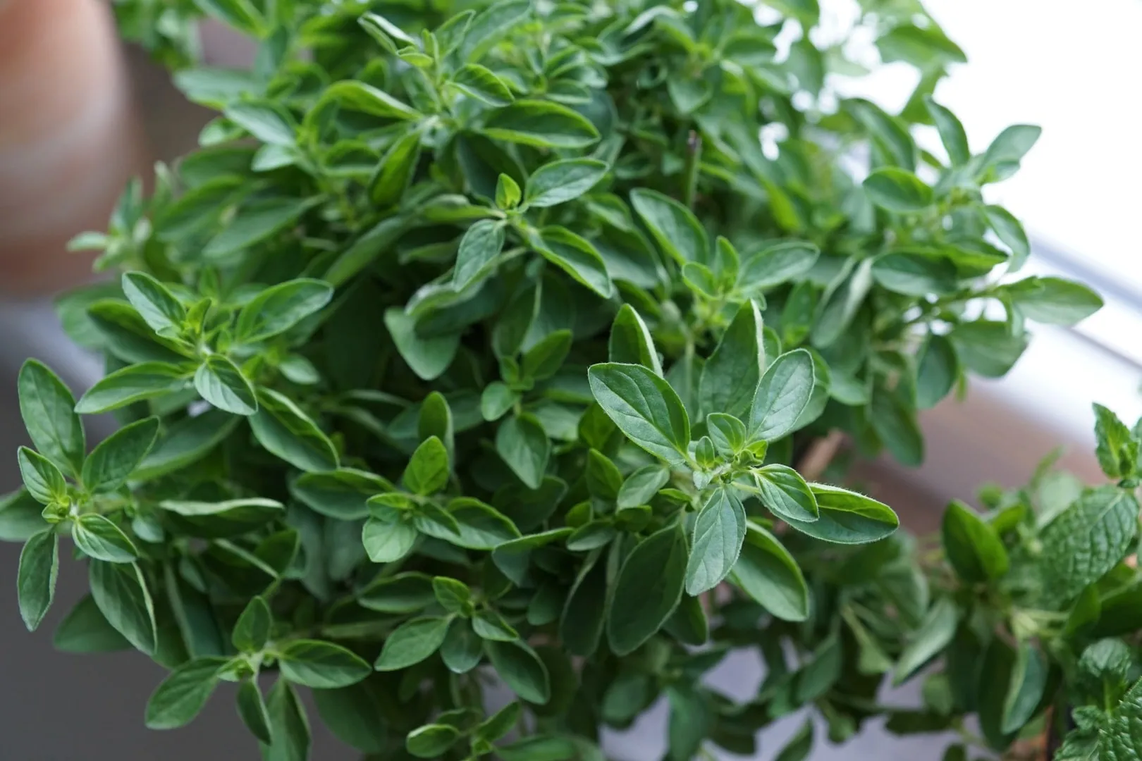 close up of fresh oregano plant