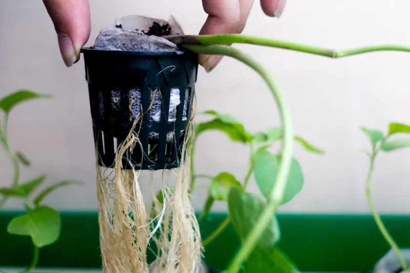 Close-up of hydroponic plant roots