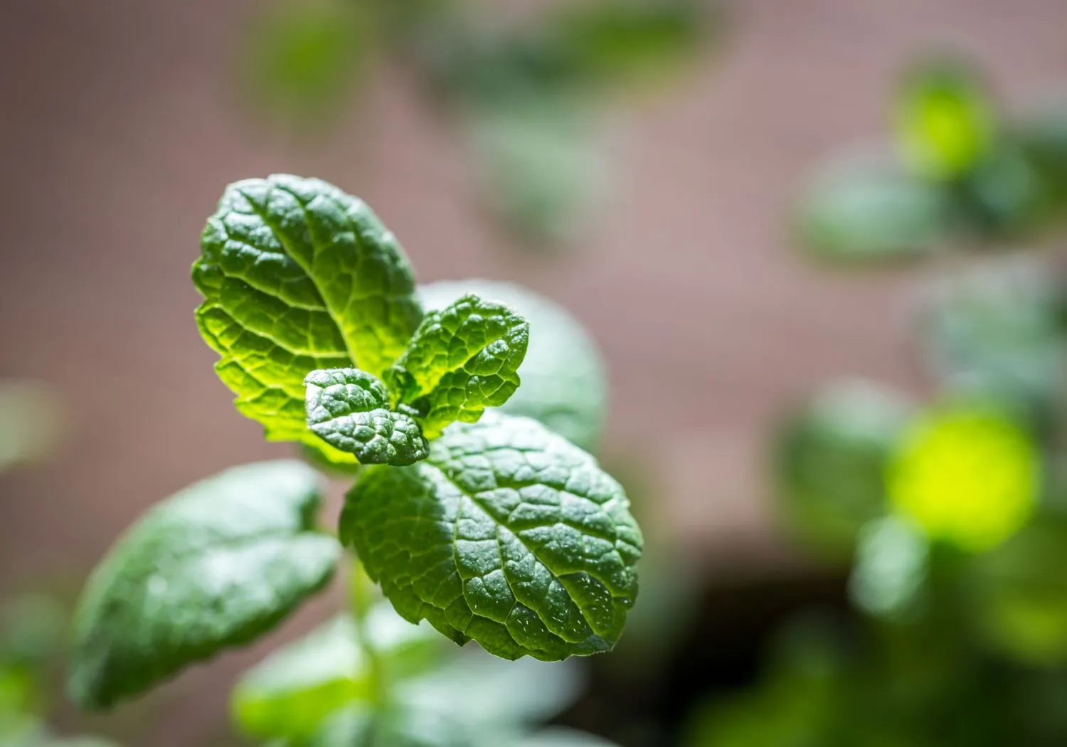 Close mint leaf details