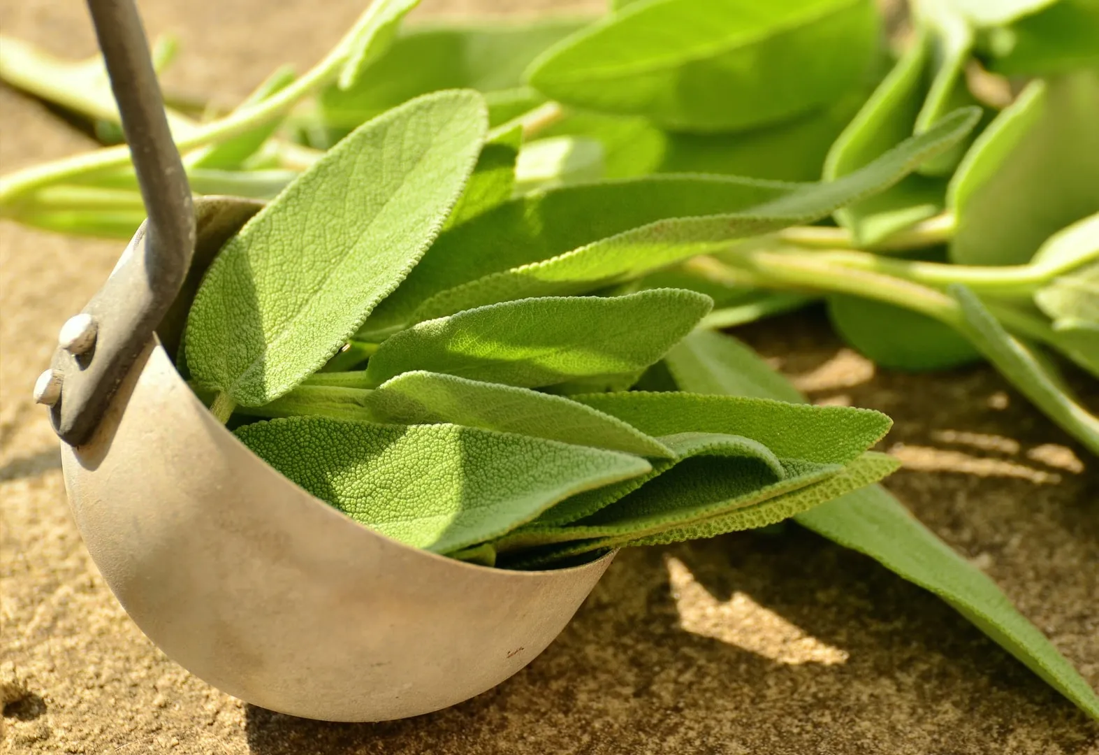 close up of picked sage leafs