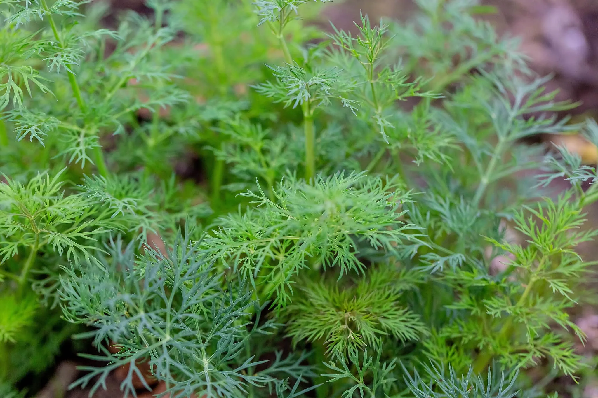 Close-up of growing dill plant