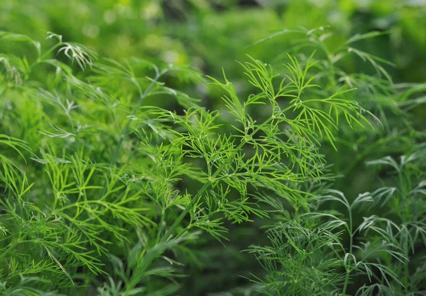 dill plant stem close up
