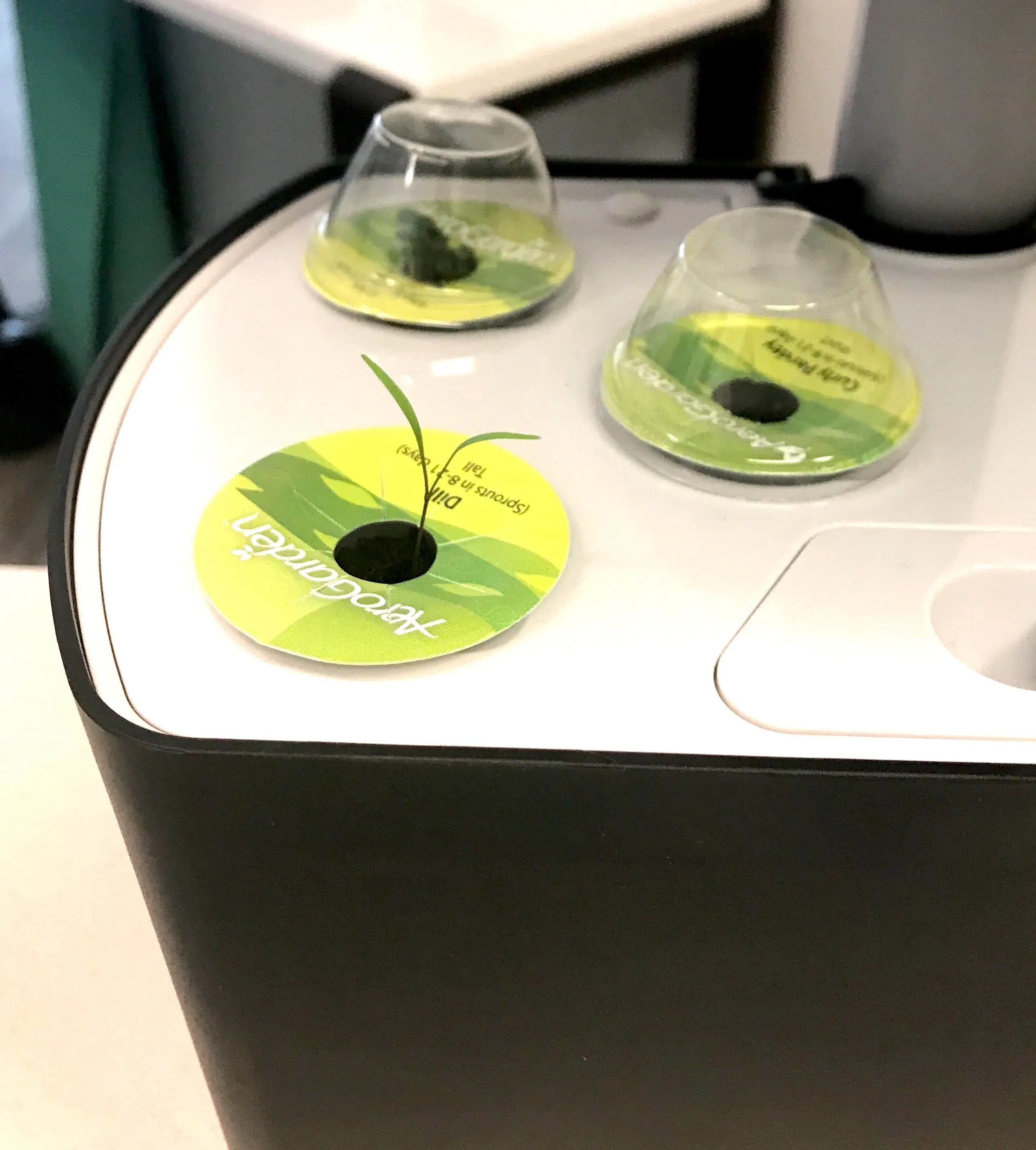 Dill sprouting in aerogarden