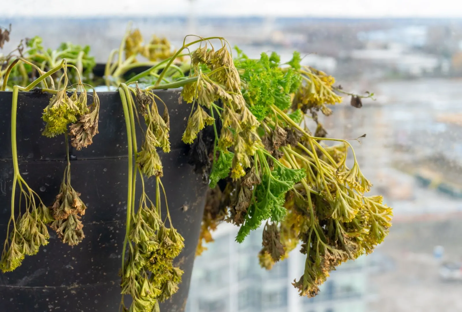 Curly parsley collapsing over the rim of a black pot, most fronds yellow and brown
