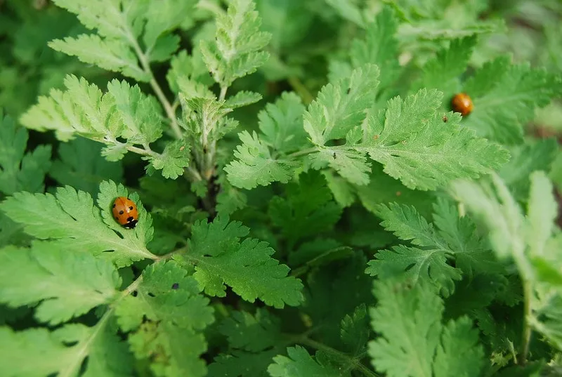 Feverfew leaves
