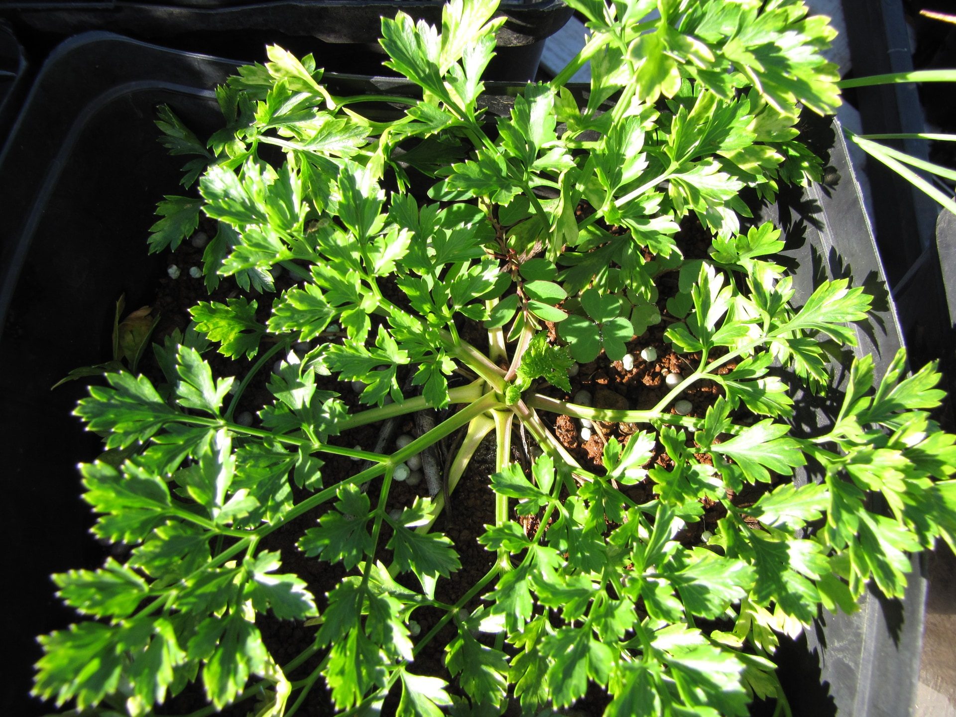 A full, healthy flat-leaf parsley plant seen from above, filling a black plastic pot in bright sun