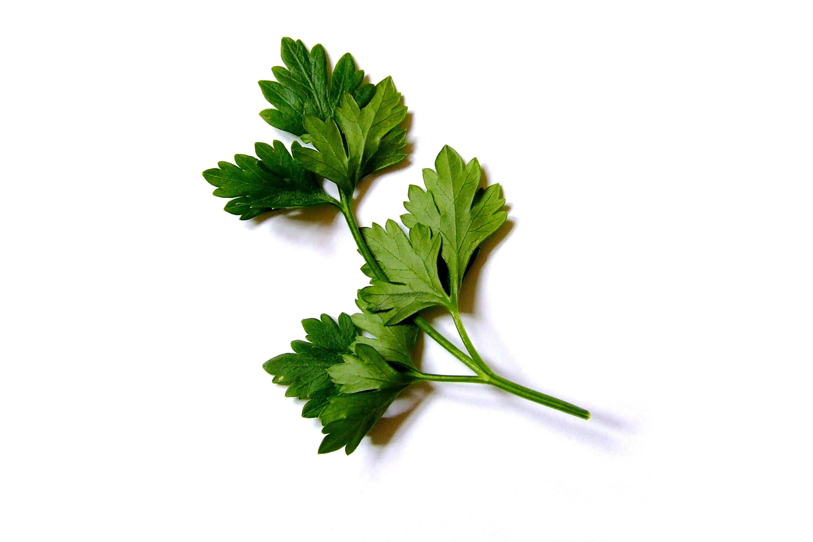 flat leaf parsley on white background