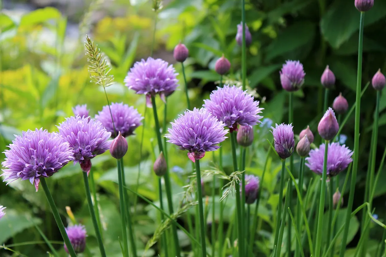 Flowering chive