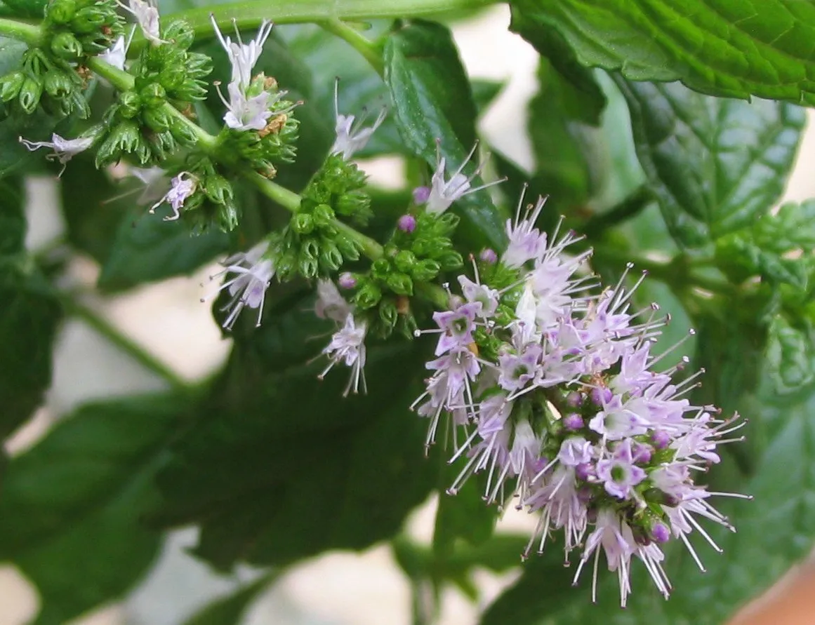 Flowers of the spearmint