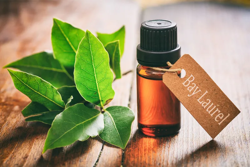 Fresh bay laurel and essential oil