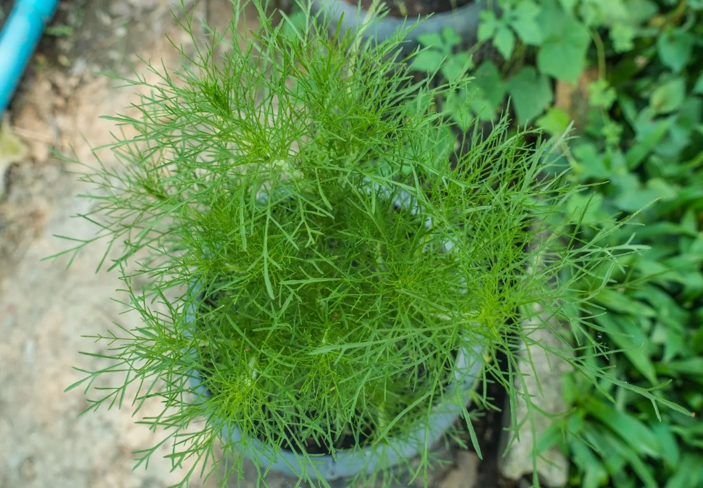 fresh dill plant in clay pot