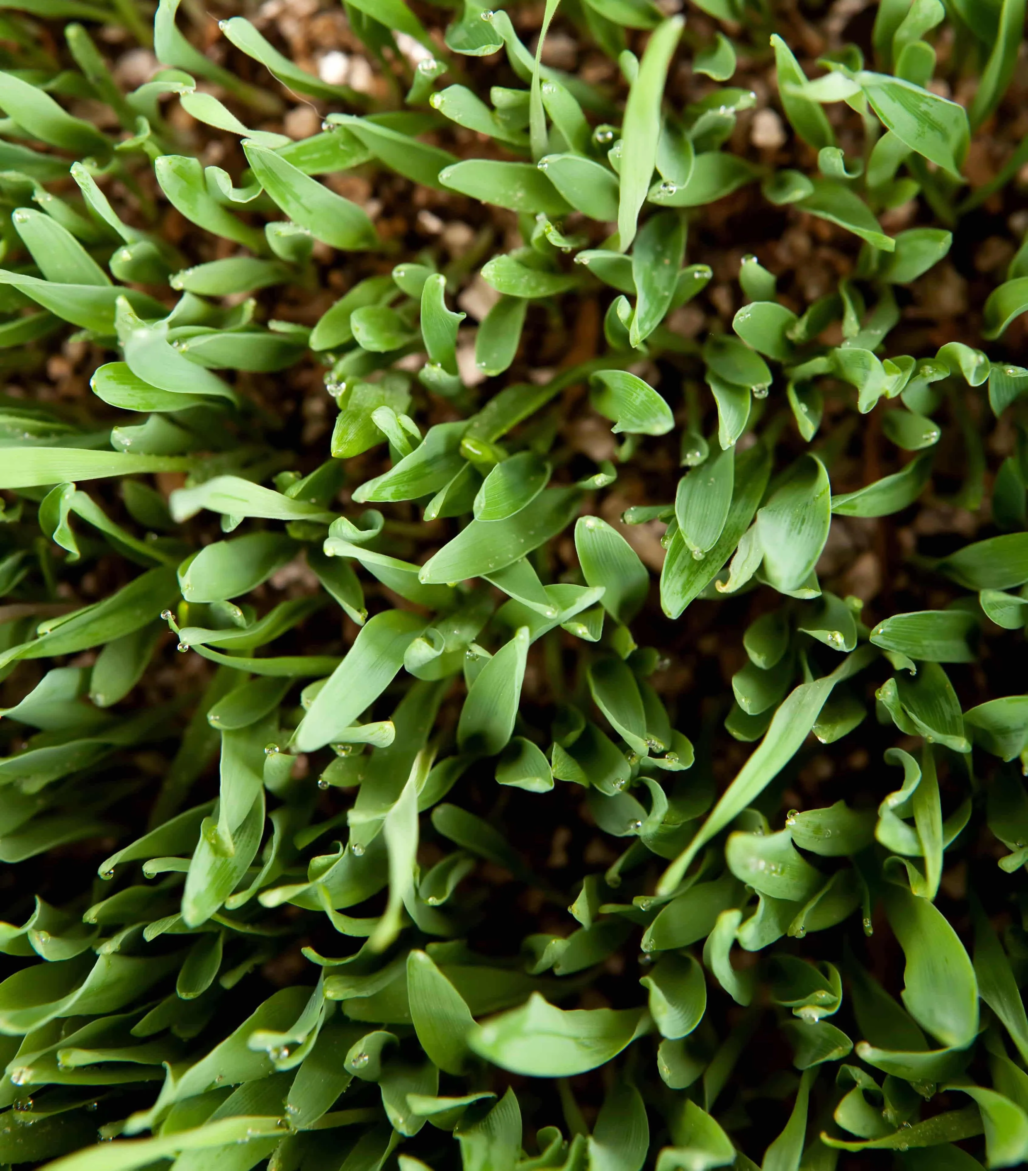 grass growing in vermiculite