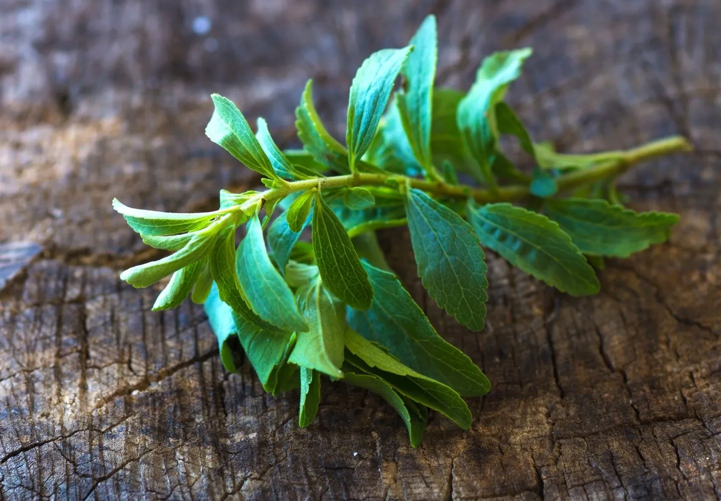 fresh stevia plant branch