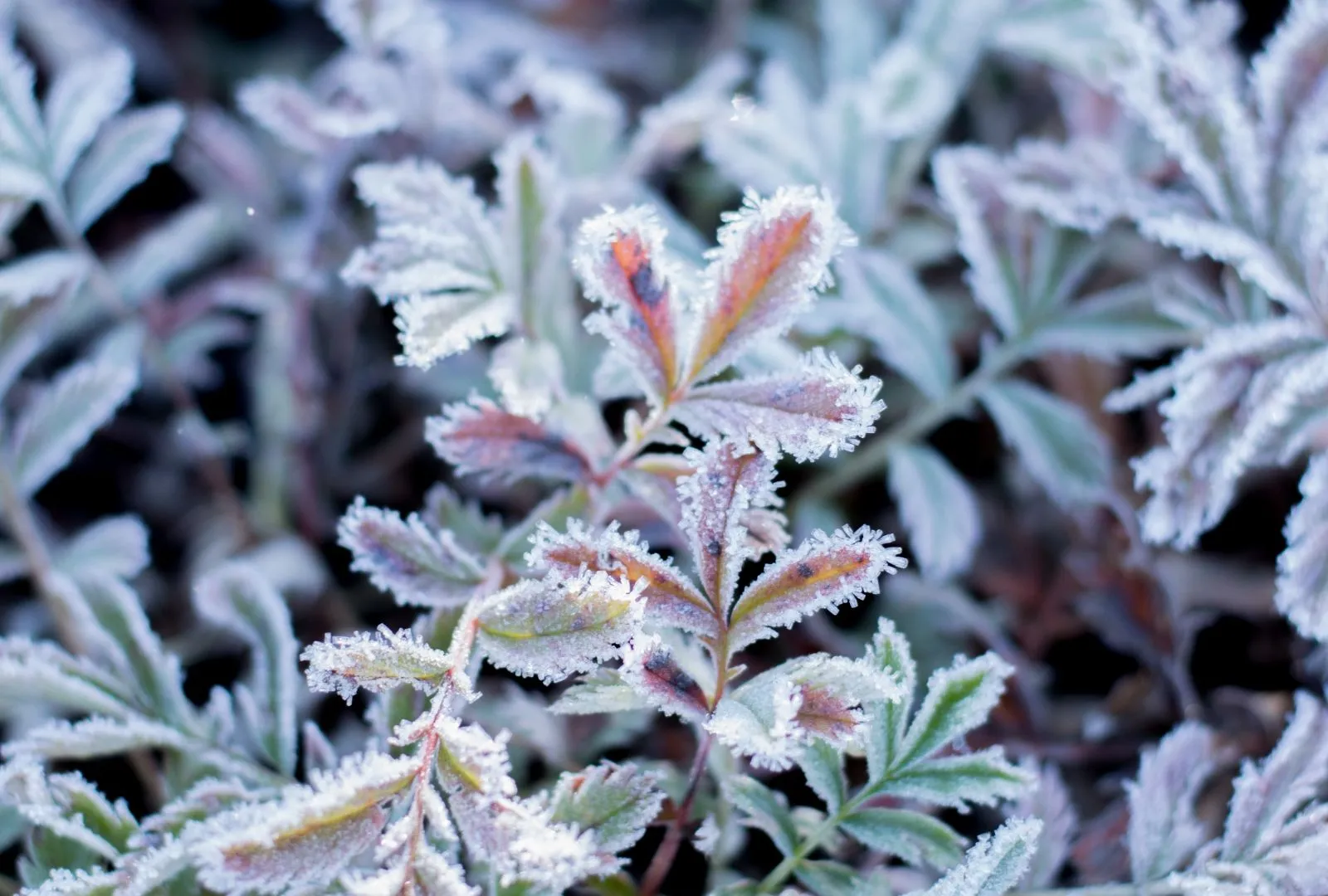 Frozen herb outdoors during winter